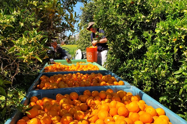 Orange orchard row with bins and volunteer emptying fruit
