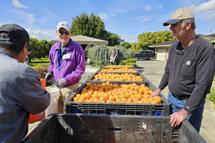 One team of harvest leaders stands with filled donation bins of oranges