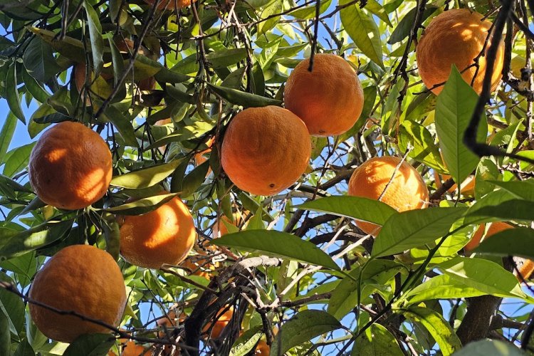 Oranges growing on an orchard tree