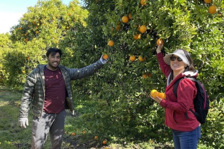 Volunteers pick oranges from orchard tree